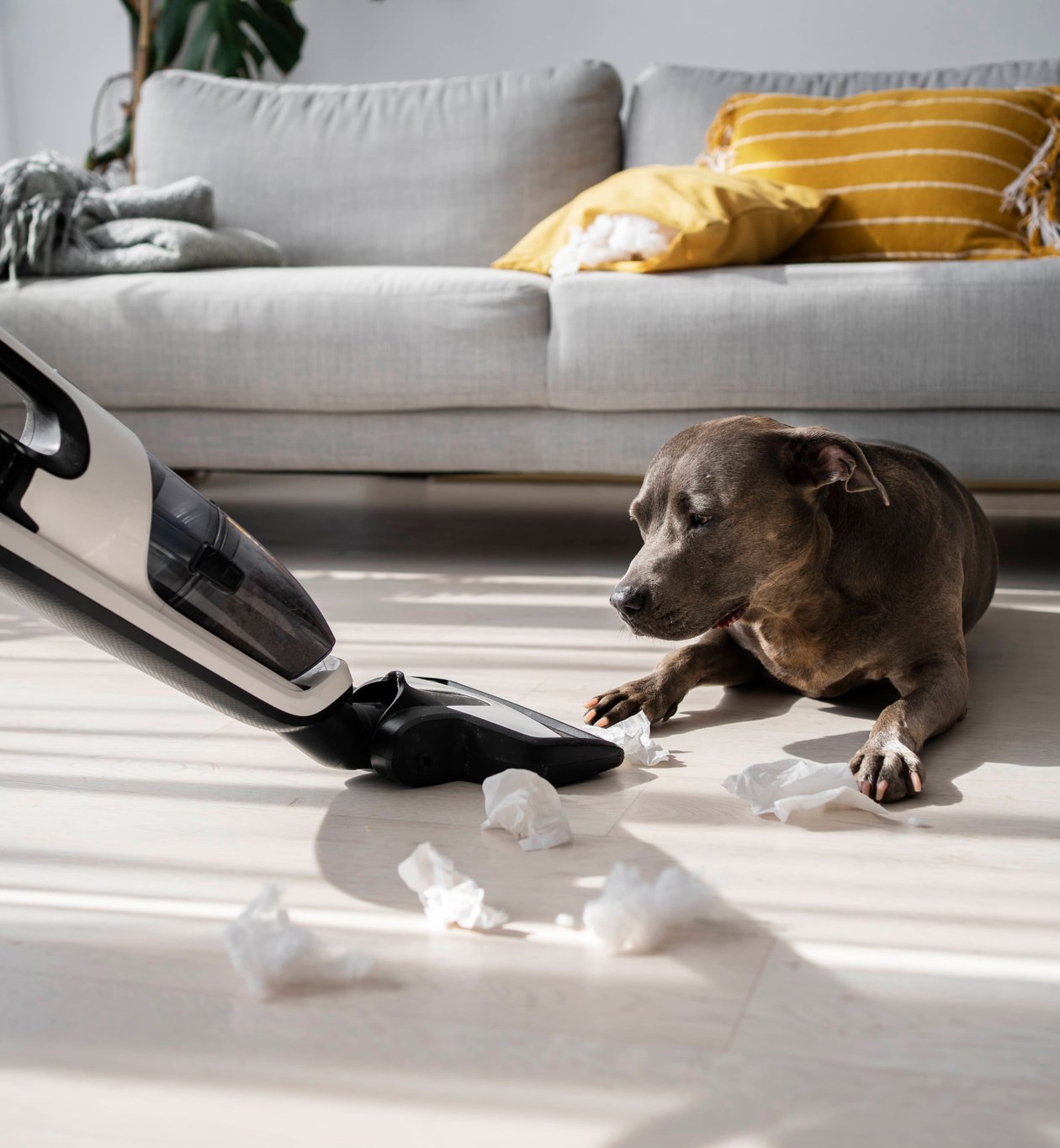 residential dog waste removal service