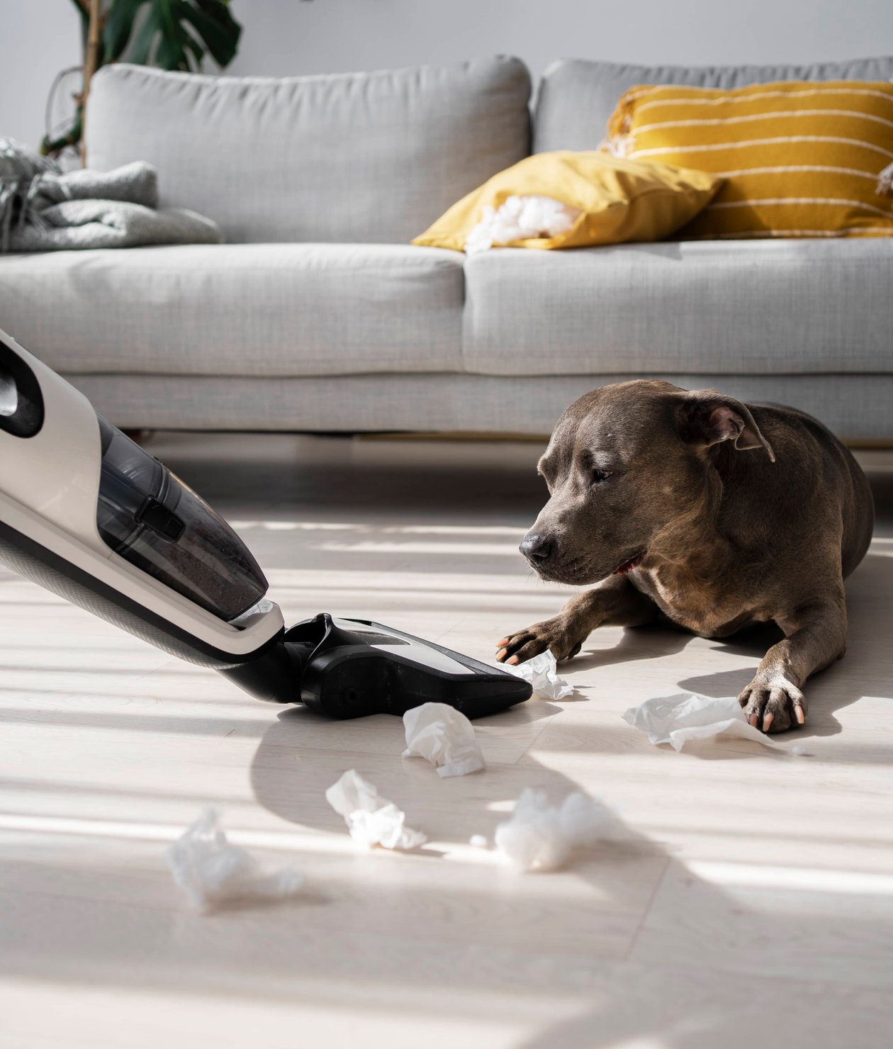residential dog waste removal service