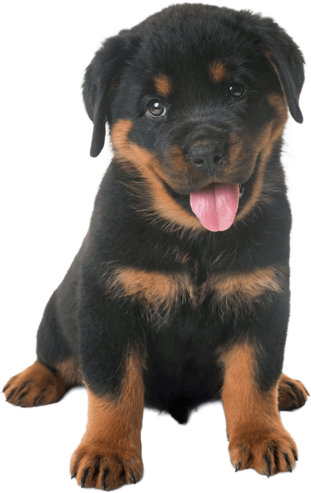 professional pet waste removal service illustration