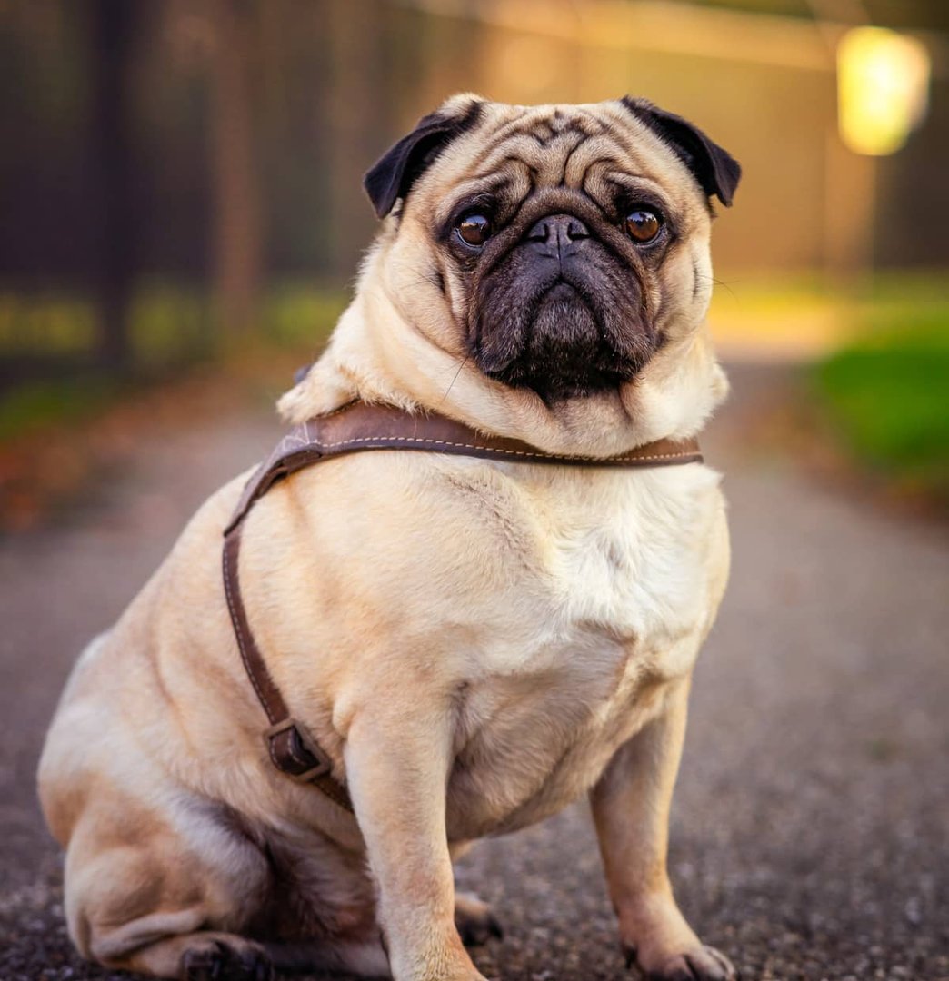 commercial pet waste management