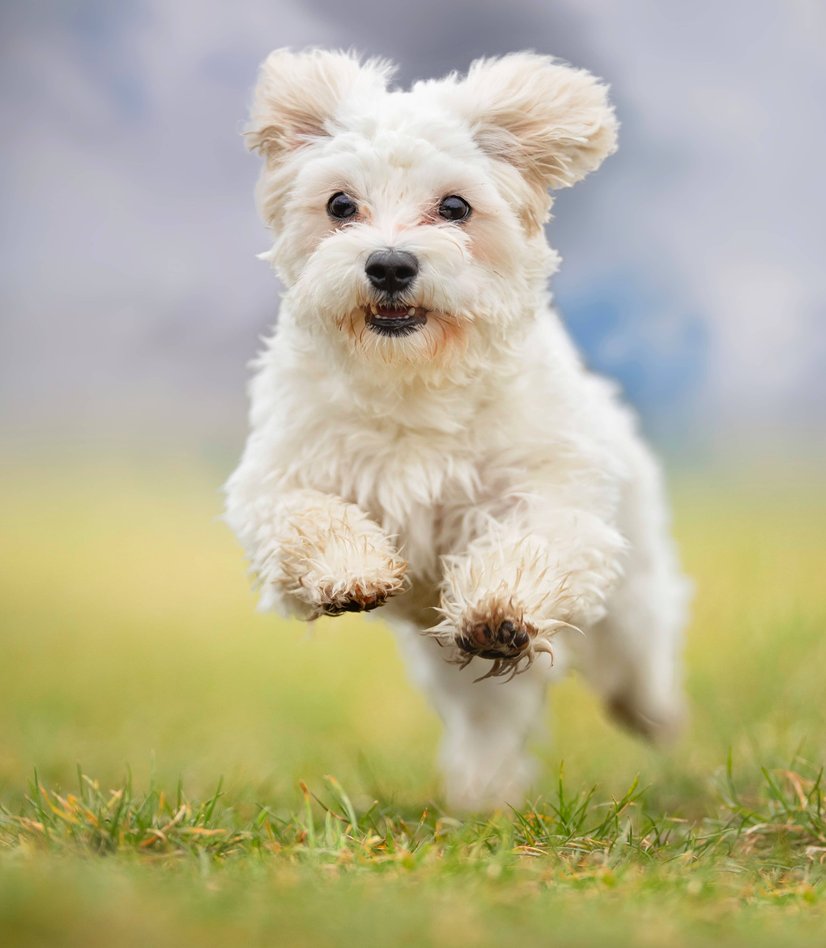 pet waste removal services