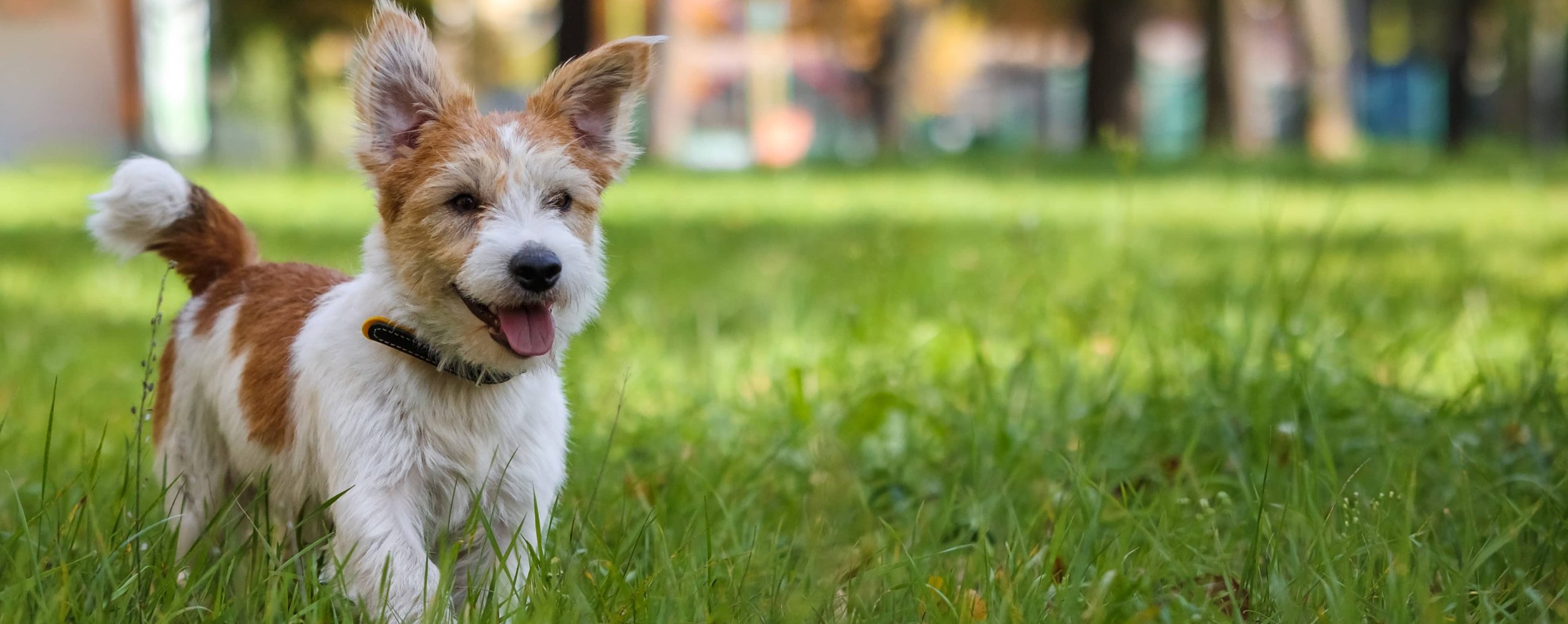 happy dog in grass