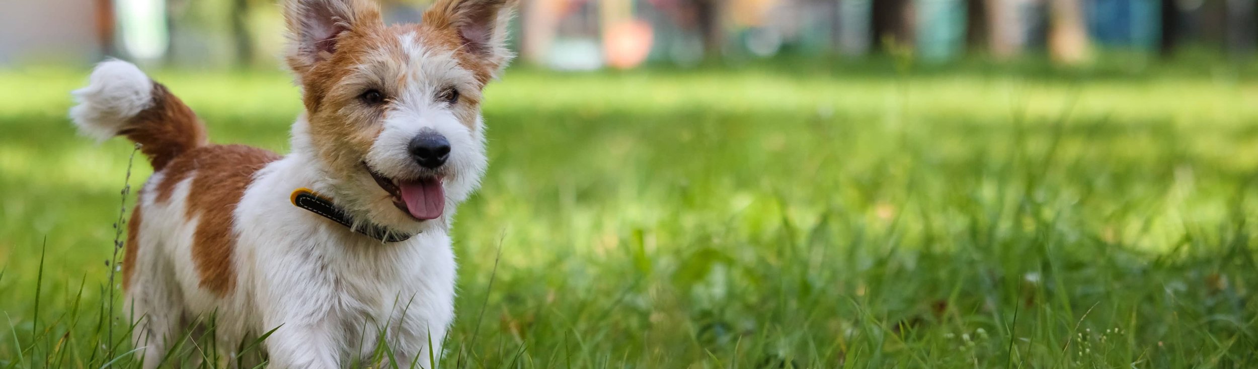 happy dog in grass